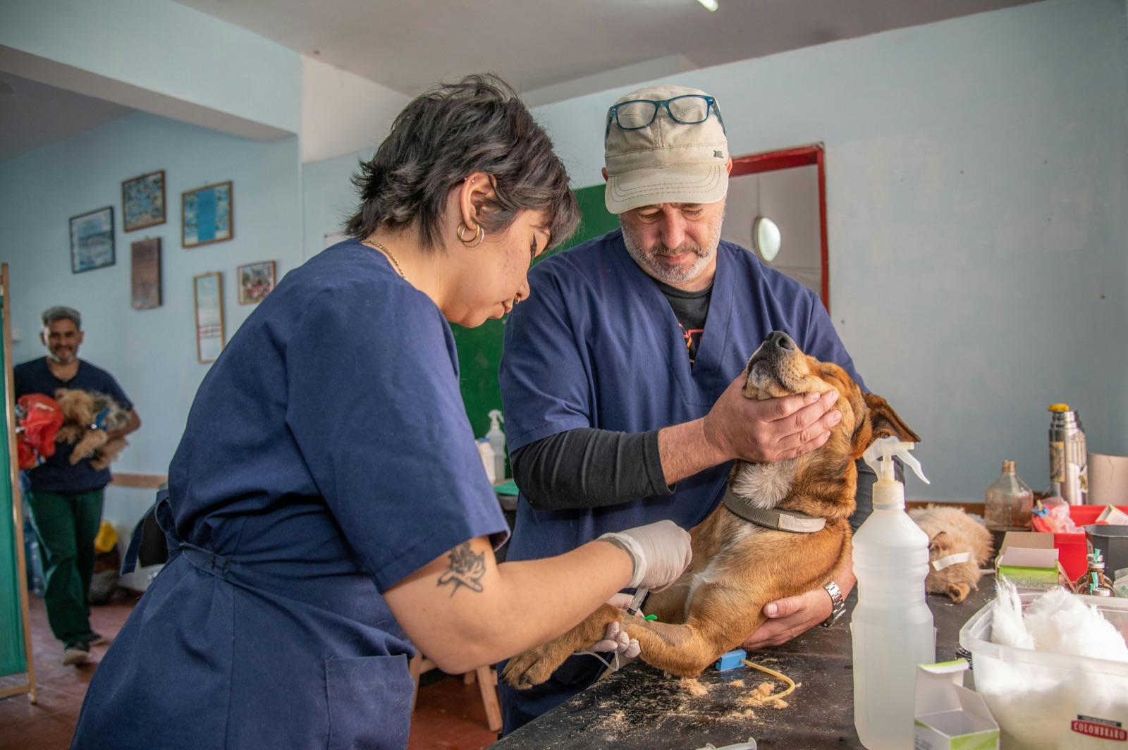 Two veterinarians examining a dog during a checkup