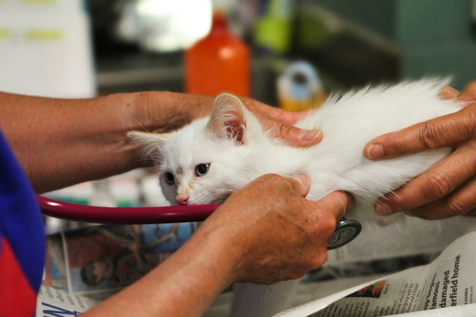 A kitten being examined with a stethoscope during a vet visit
